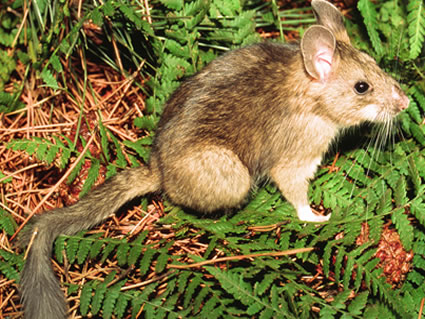 Bushytailed Woodrat