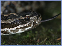 Eastern-Massasauga-Snake