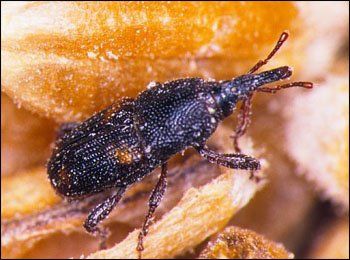 RiceWeevil1