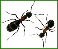 ants