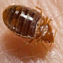 bedbug-small2