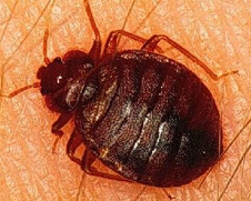 bedbug1