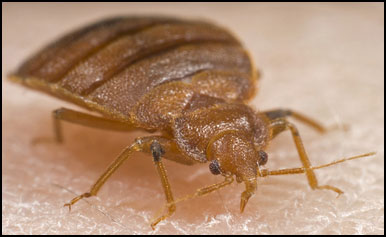 bedbug2