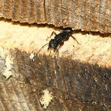 carpenter-ant