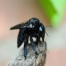 carpenterbee2