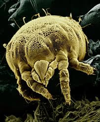 dustmite