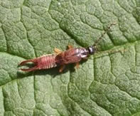 earwig2