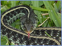 eastern-garter-snake