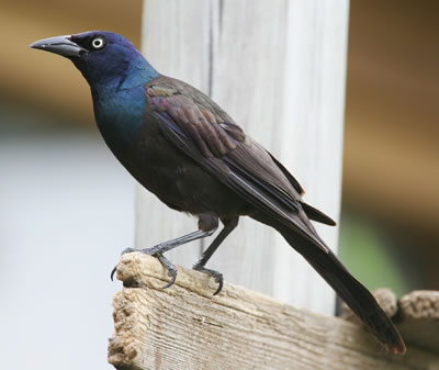 grackle2