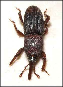 granaryweevil2