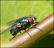 housefly