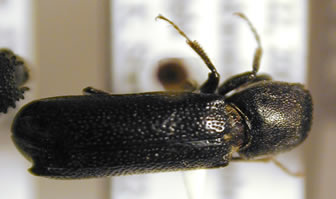 lesser grain_borer