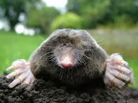 mole