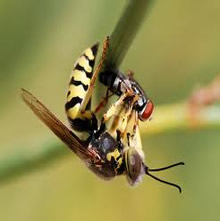 paper-wasp