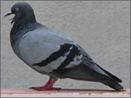 pigeon