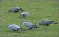 pigeons