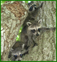 raccoons