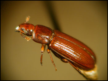 redflourbeetle