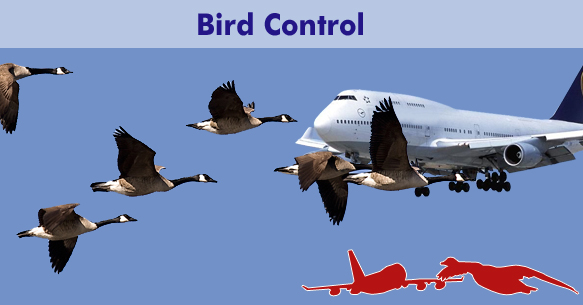 Bird Control