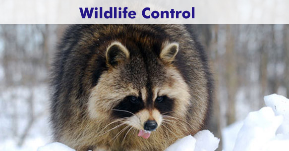 Wildlife Control Toronto and GTA