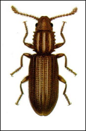 sawtoothgrainbeetle1