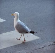 seagull11