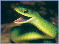 smooth-green-snake