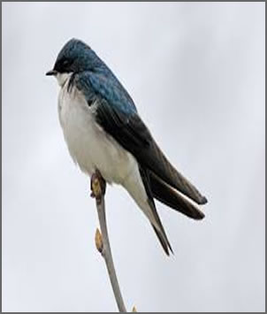 swallow2